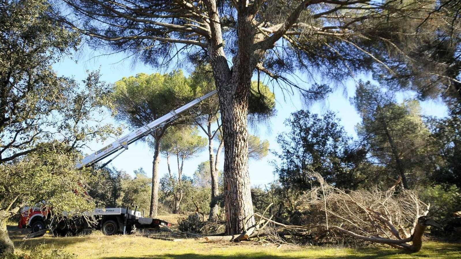 La Comunidad continúa con las labores de limpieza de los restos de Filomena en el monte de Boadilla 