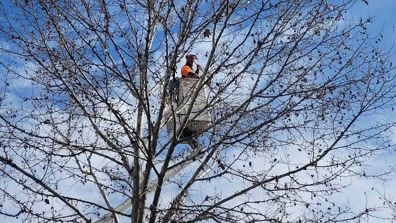 Boadilla continúa con los trabajos de poda y actuará sobre 7.200 árboles