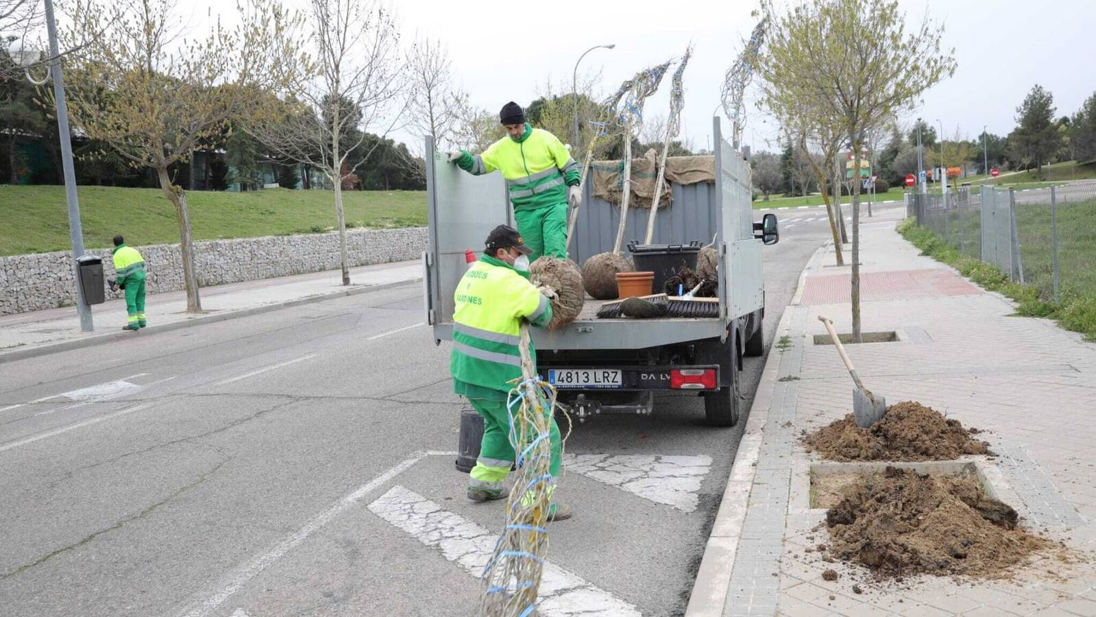 El Ayuntamiento de Boadilla renovará en las próximas semanas unos 250 árboles El Ayuntamiento de Boadilla renovará en las próximas semanas unos 250 árboles