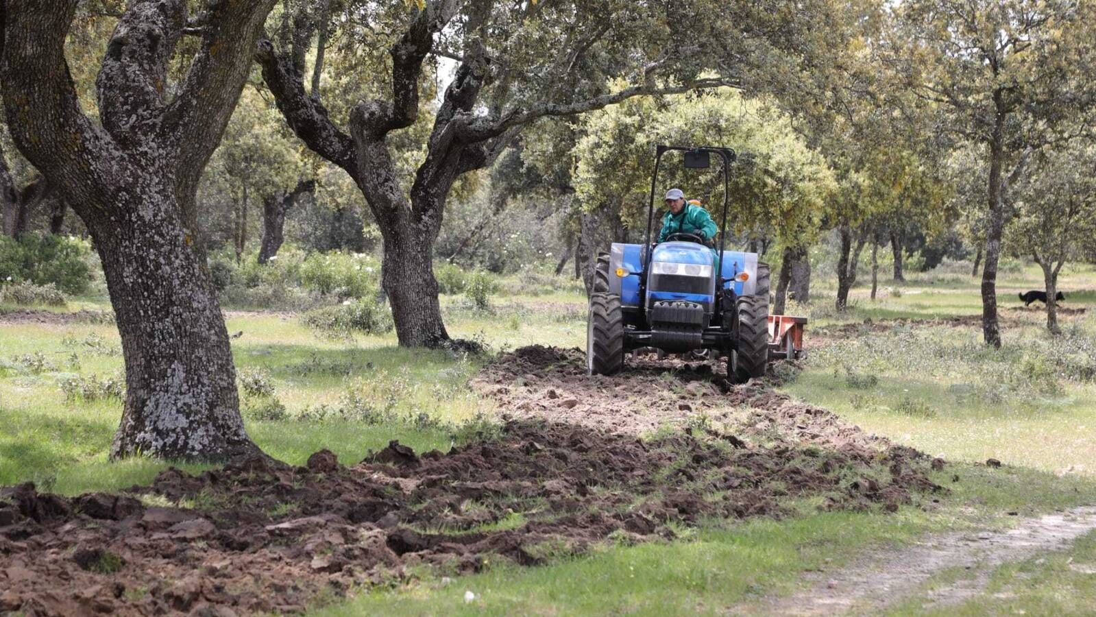 El Ayuntamiento trabaja en la restauración de la vegetación en el Monte de Boadilla