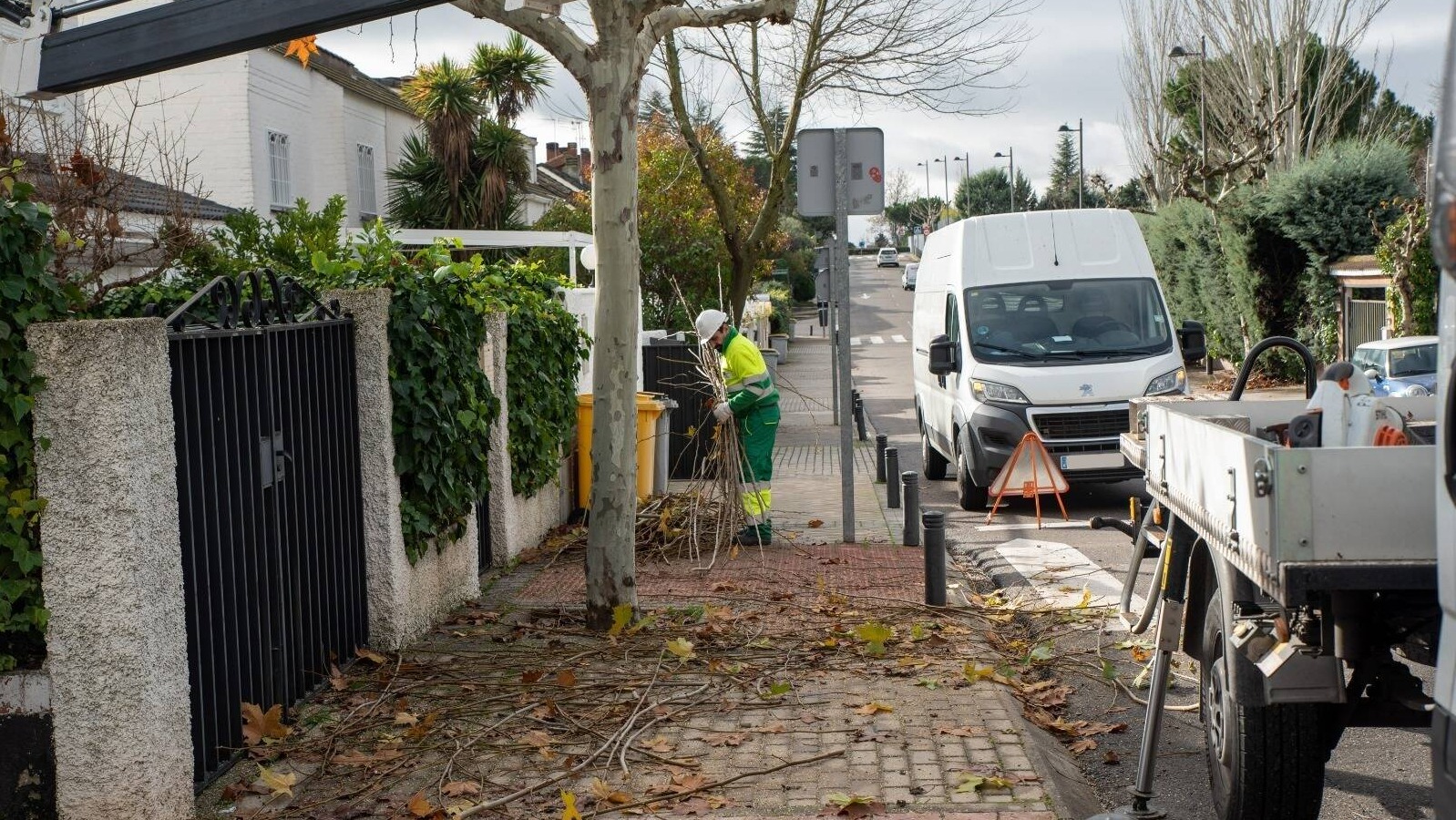 La campaña de poda en Boadilla del Monte finalizará en marzo