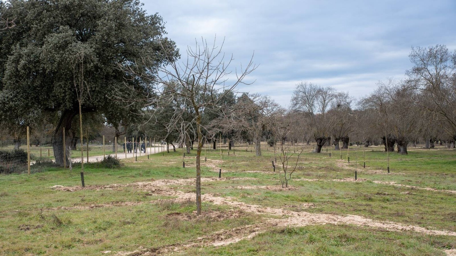 Finaliza la plantación de mil fresnos en la vega del Arroyo de la Fresneda en Boadilla Finaliza la plantación de mil fresnos en la vega del Arroyo de la Fresneda en Boadilla