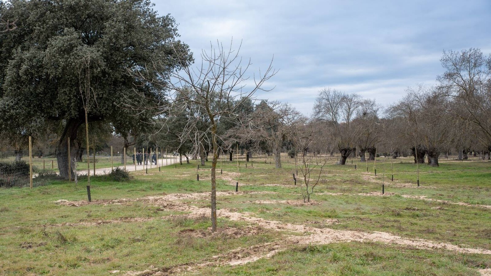 Finaliza la plantación de mil fresnos en la vega del Arroyo de la Fresneda en Boadilla