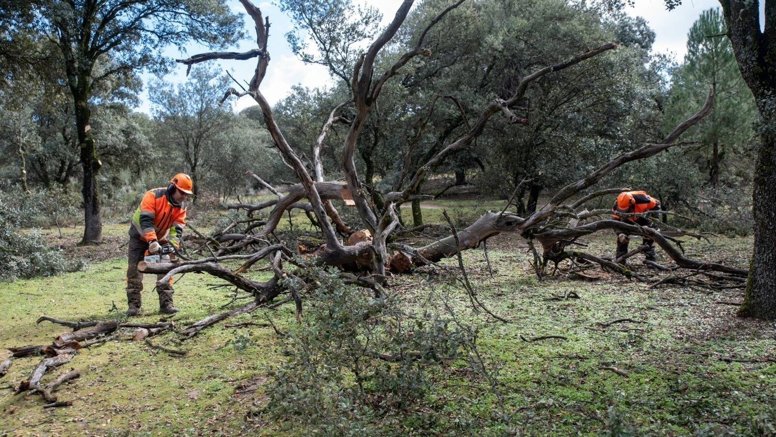 Boadilla acomete la limpieza de ramas y árboles caídos o partidos en Vallehondo