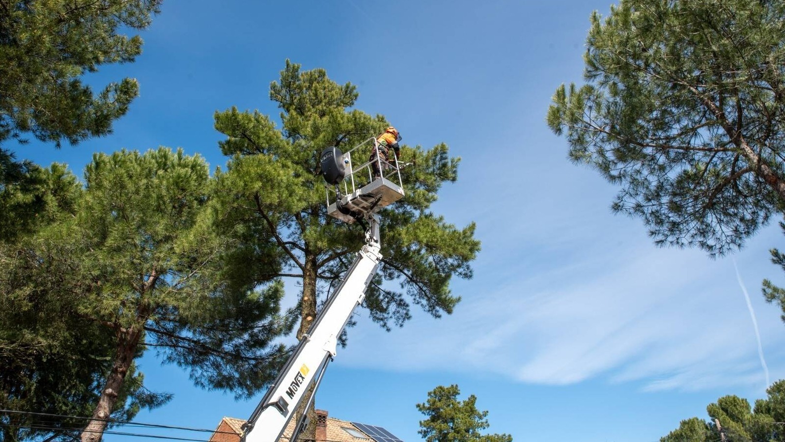 Comienza la retirada de los nidos de oruga procesionaria en los pinos de la vía pública Comienza la retirada de los nidos de oruga procesionaria en los pinos de la vía pública