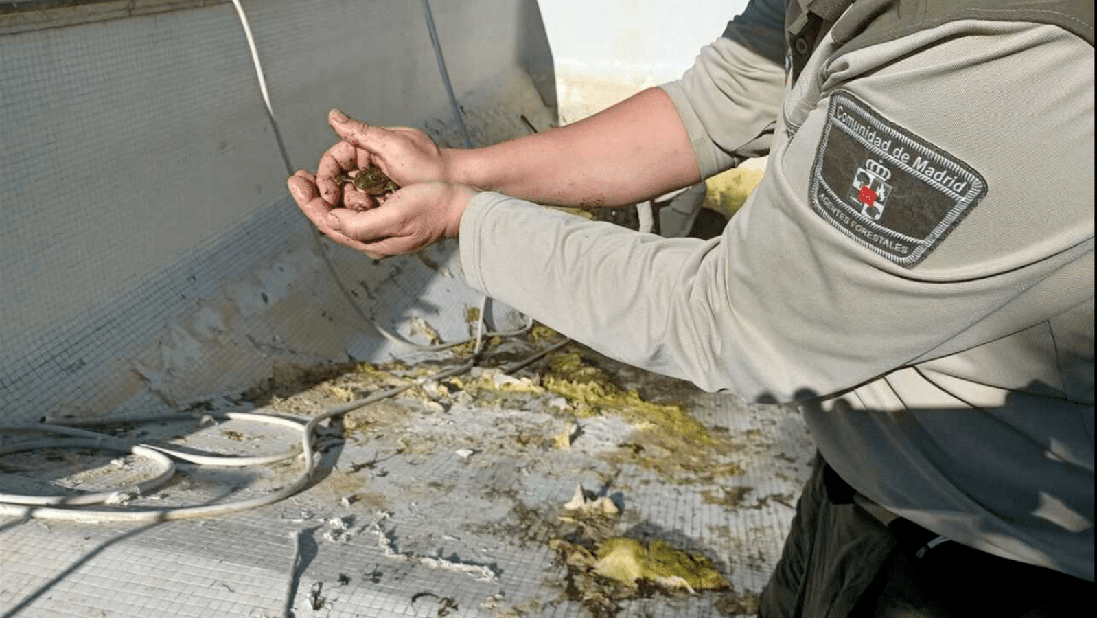 Agentes forestales rescatan 30 ranas de una piscina privada en Boadilla