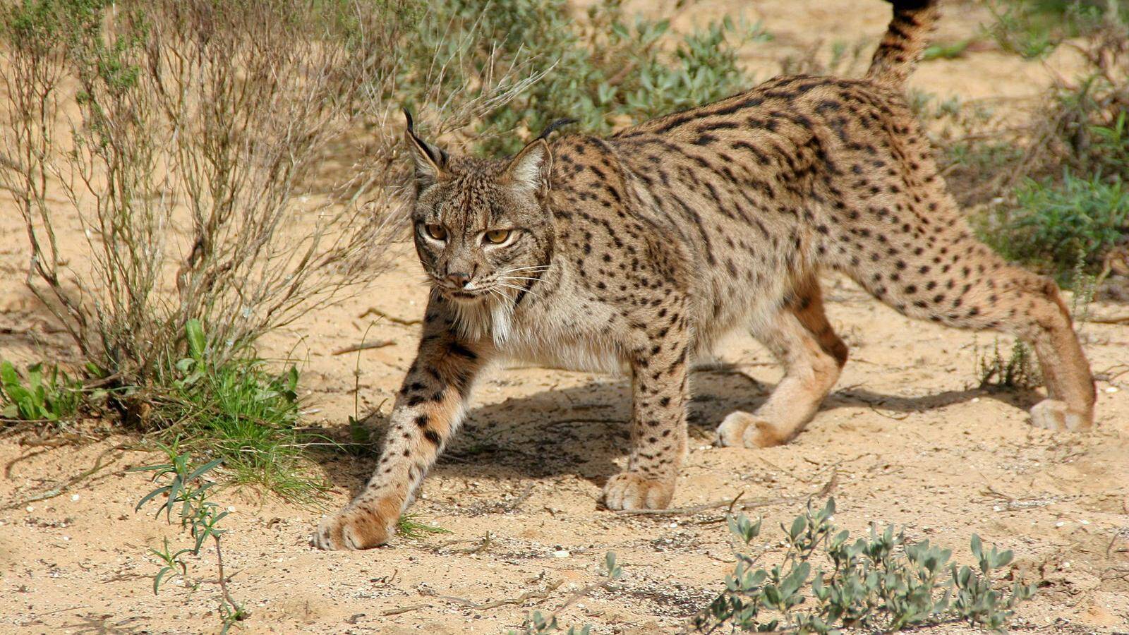 Agentes Forestales localizan un ejemplar de lince ibérico en Boadilla