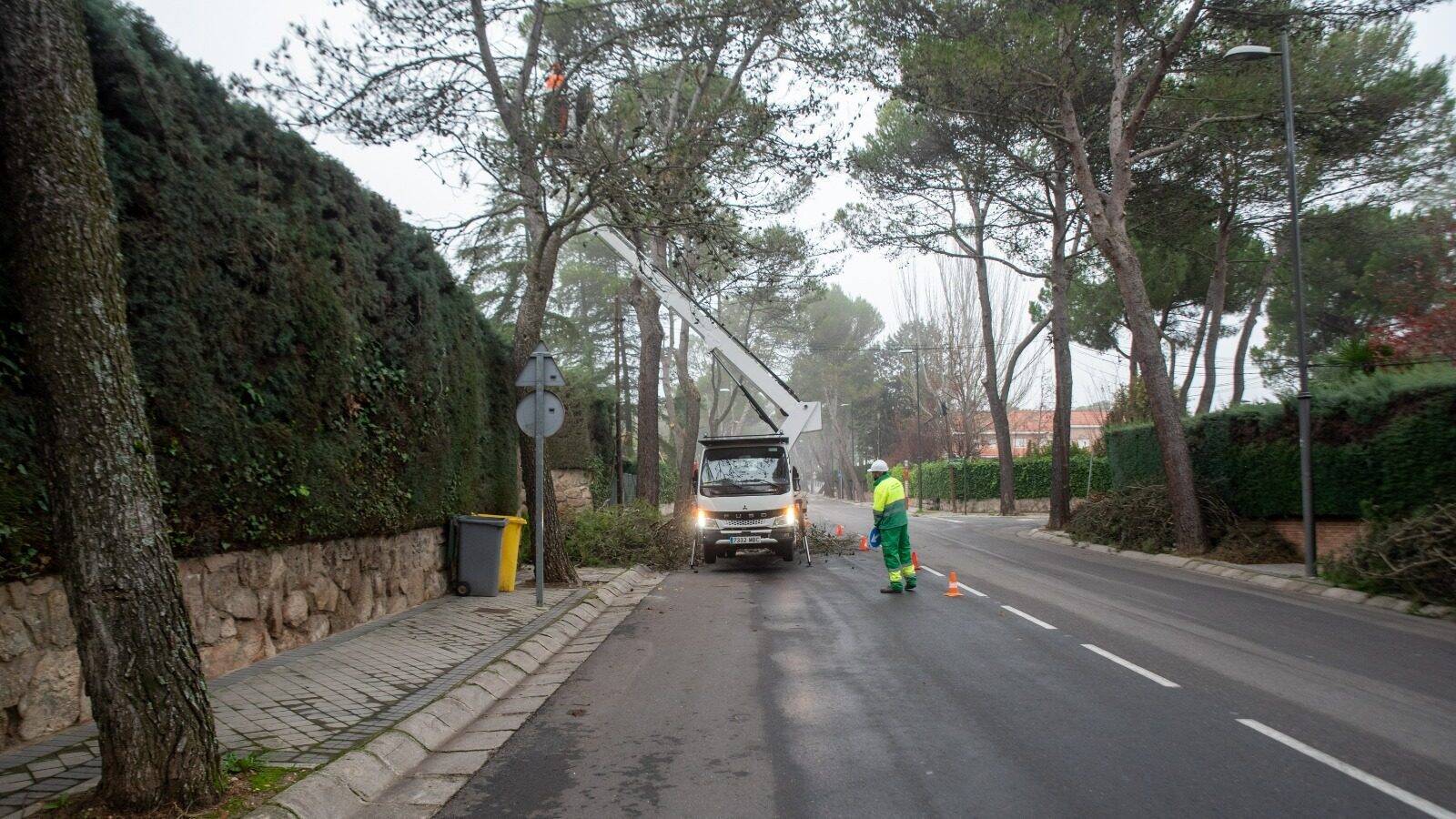 Boadilla del Monte pone en marcha su plan anual de poda 