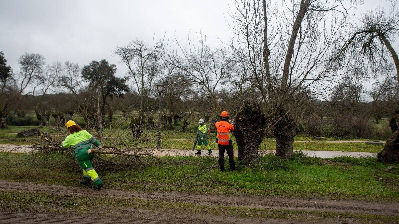 Arranca la poda selectiva para la conservación del Monte de Boadilla