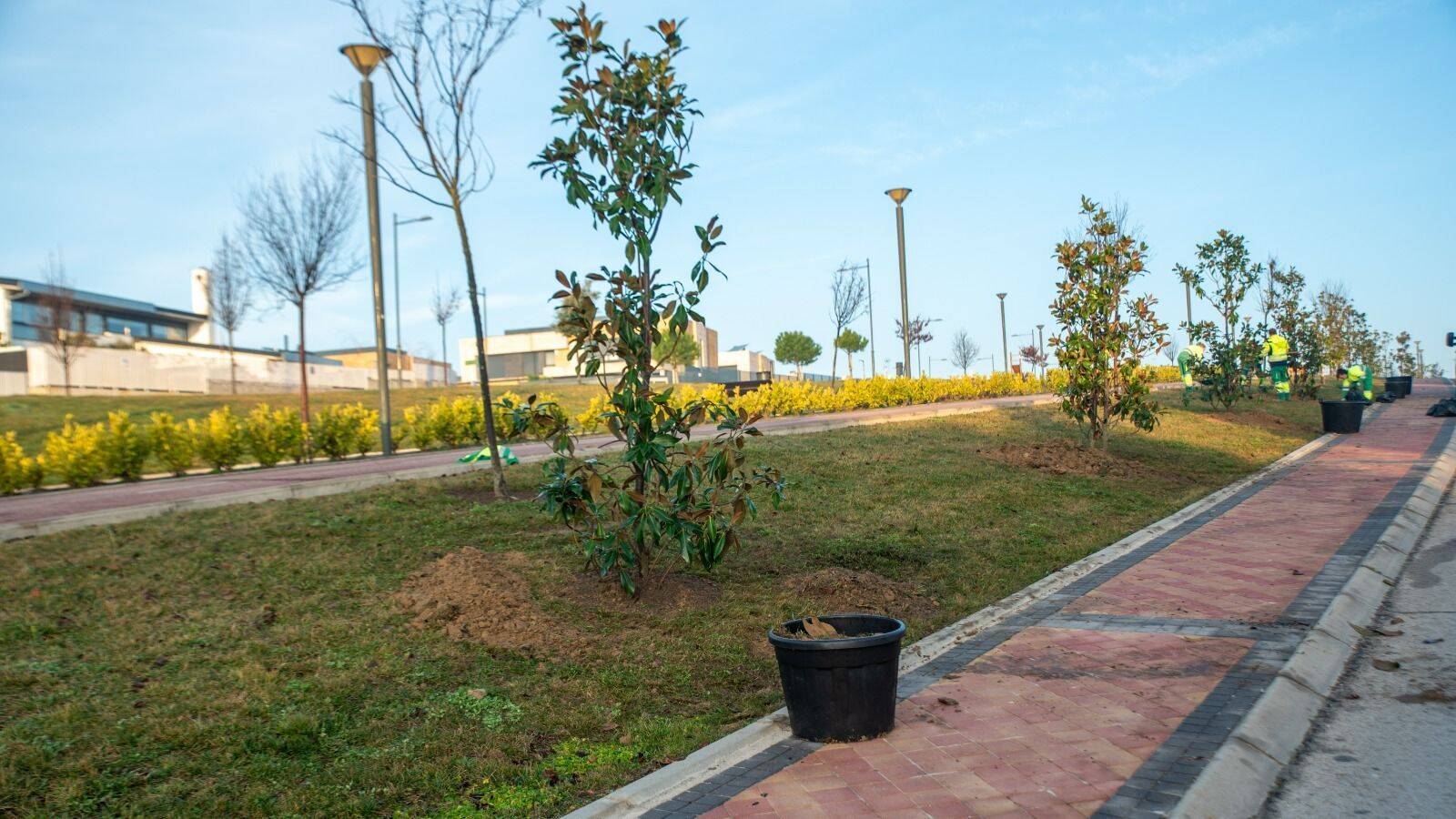 Arranca la plantación de 1.000 nuevos árboles en Boadilla del Monte