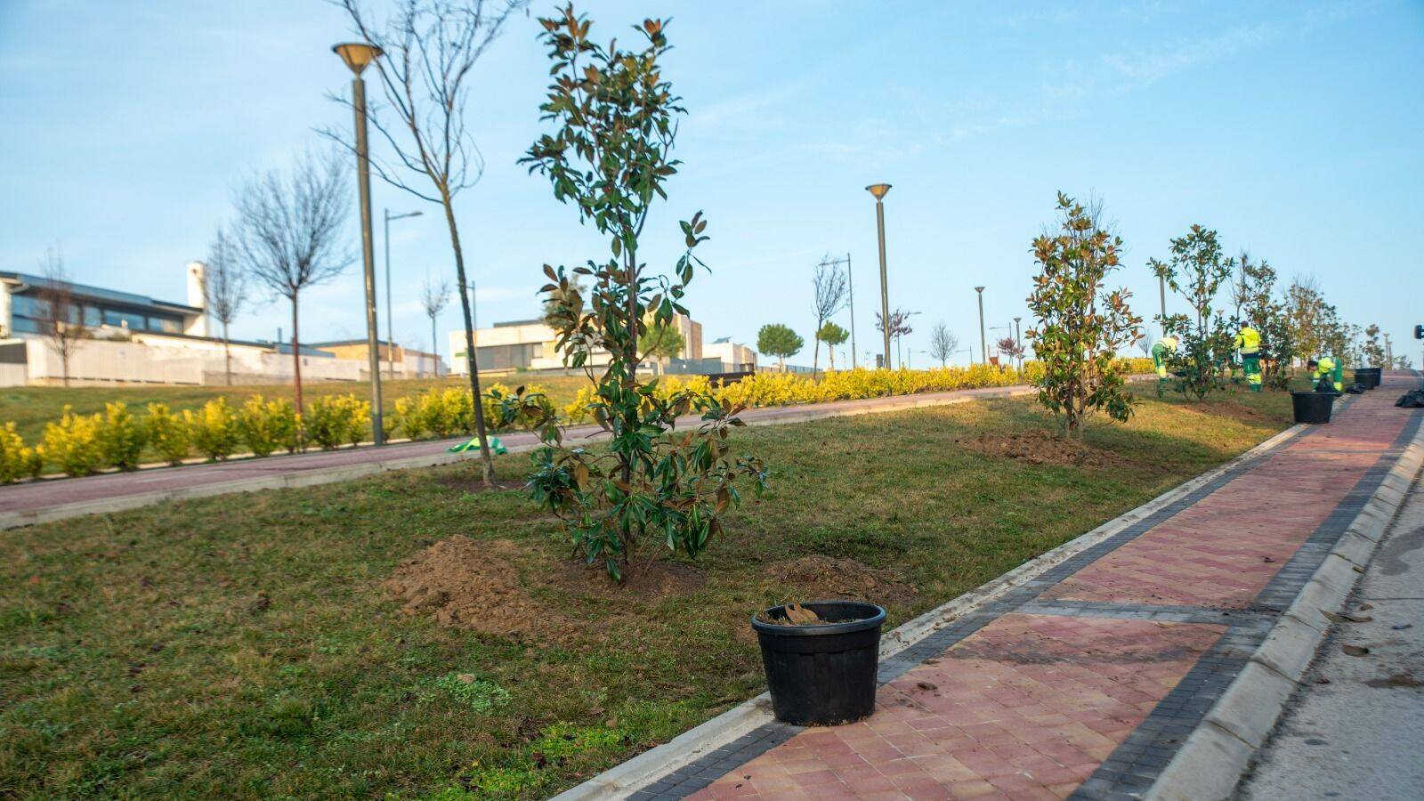 Arranca la plantación de 1.000 nuevos árboles en Boadilla del Monte Arranca la plantación de 1.000 nuevos árboles en Boadilla del Monte