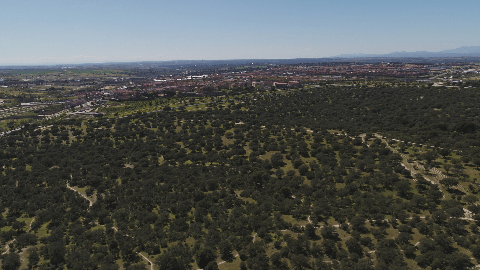 Boadilla dispone de más de 116,000 árboles, excediendo considerablemente las recomendaciones de la OMS Boadilla dispone de más de 116,000 árboles, excediendo considerablemente las recomendaciones de la OMS