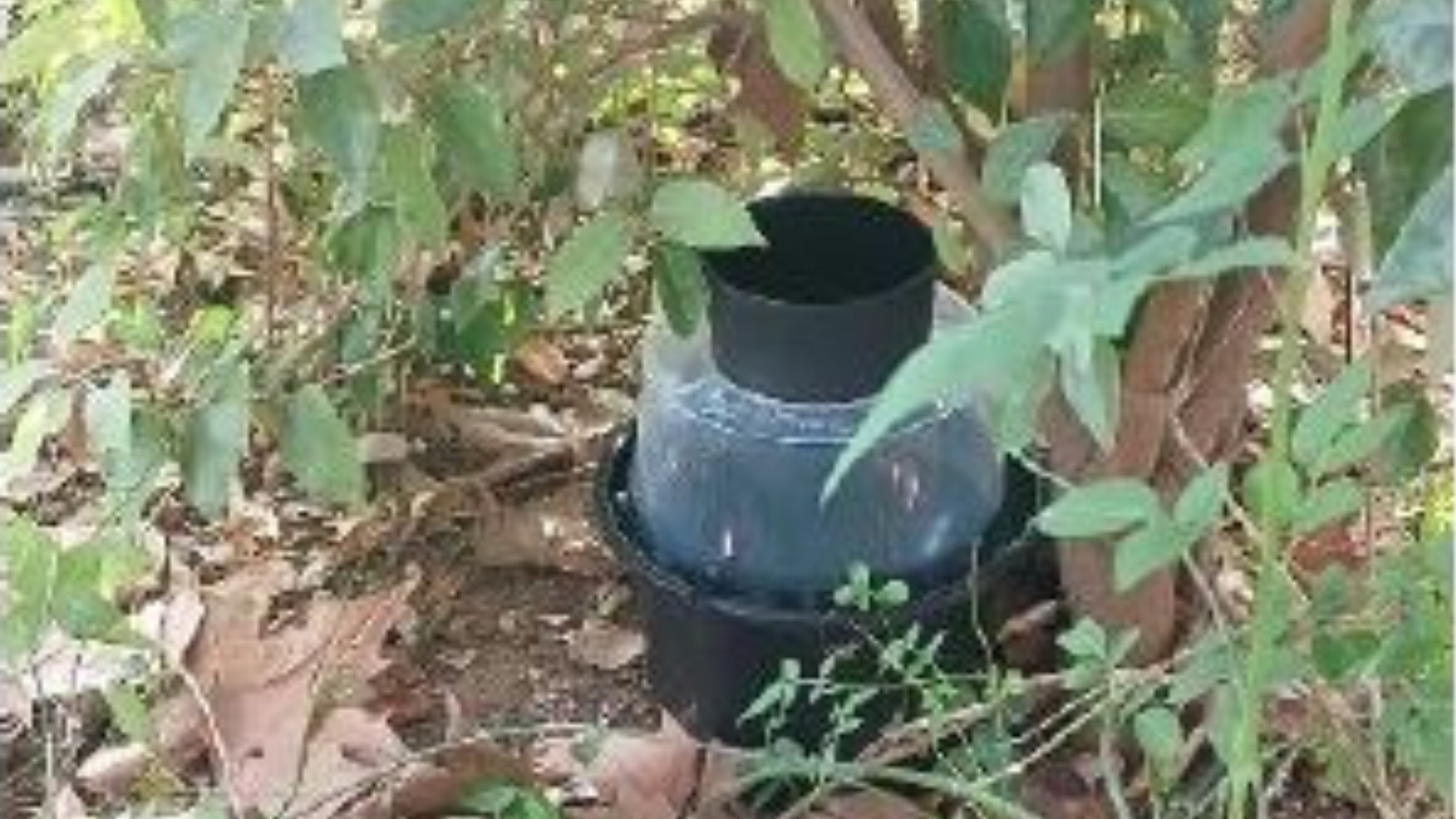 Boadilla intensifica el control del mosquito tigre Boadilla intensifica el control del mosquito tigre