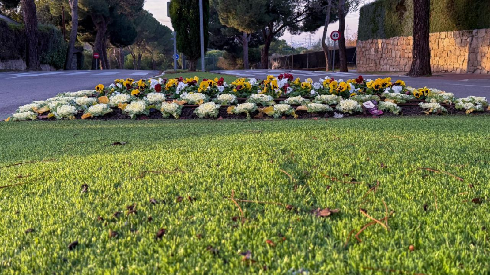 Boadilla del Monte renueva su imagen vegetal con la plantación de flor de otoño