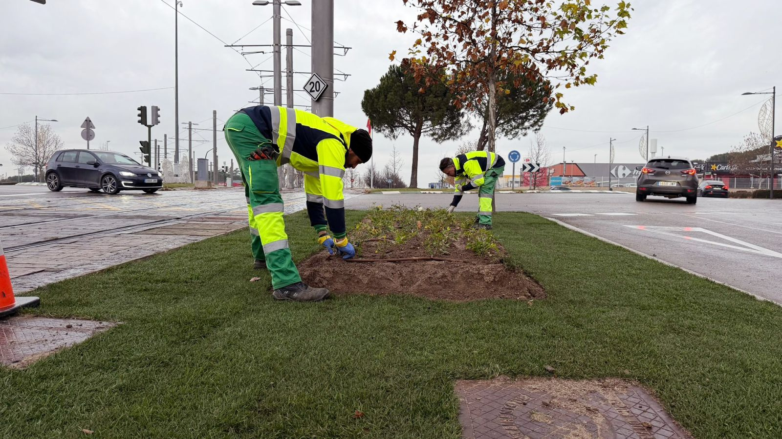 Nueva imagen verde para las isletas de la avenida Siglo XXI en Boadilla