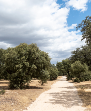 boadilla-del-monte-se-suma-al-proyecto-arco-verde-universidades