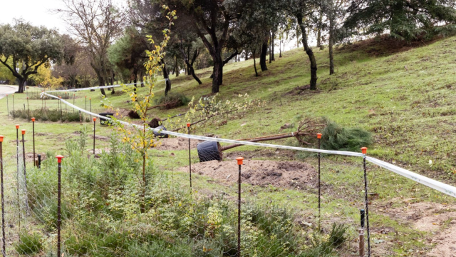 boadilla-del-monte-arranca-su-campana-anual-de-plantacion-para-reforzar-las-zonas-verdes