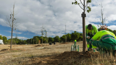 boadilla-del-monte-impulsa-su-infraestructura-verde-con-la-plantacion-de-210-nuevos-arboles