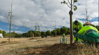 boadilla-del-monte-impulsa-su-infraestructura-verde-con-la-plantacion-de-210-nuevos-arboles