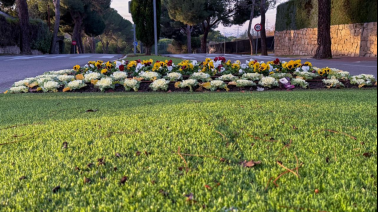boadilla-del-monte-renueva-su-imagen-vegetal-con-la-plantacion-de-flor-de-otono