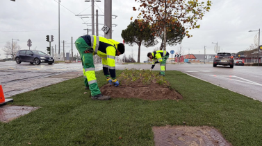 nueva-imagen-verde-para-las-isletas-de-la-avenida-siglo-xxi-en-boadilla