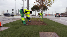 nueva-imagen-verde-para-las-isletas-de-la-avenida-siglo-xxi-en-boadilla