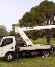 boadilla-inicia-la-campana-anual-para-controlar-la-procesionaria-del-pino