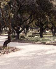 finaliza-en-boadilla-la-mejora-de-la-senda-ciclable-paralela-a-la-m-516-hasta-la-urbanizacion-los-fresnos