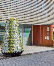 flores-blancas-y-amarillas-en-boadilla-como-homenaje-al-papa-ante-su-proxima-visita-a-espana