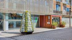 flores-blancas-y-amarillas-en-boadilla-como-homenaje-al-papa-ante-su-proxima-visita-a-espana