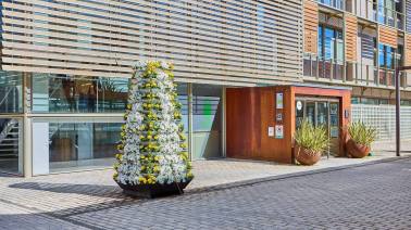 flores-blancas-y-amarillas-en-boadilla-como-homenaje-al-papa-ante-su-proxima-visita-a-espana