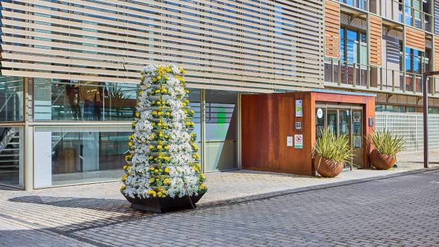 flores-blancas-y-amarillas-en-boadilla-como-homenaje-al-papa-ante-su-proxima-visita-a-espana