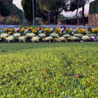 Boadilla del Monte renueva su imagen vegetal con la plantación de flor de otoño