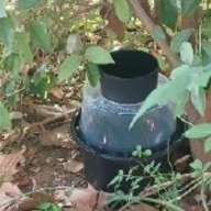 Boadilla intensifica el control del mosquito tigre