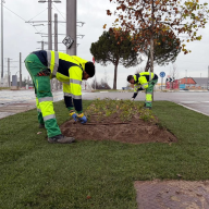 Nueva imagen verde para las isletas de la avenida Siglo XXI en Boadilla