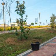 Arranca la plantación de 1.000 nuevos árboles en Boadilla del Monte