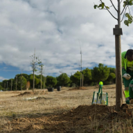 Boadilla del Monte impulsa su infraestructura verde con la plantación de 210 nuevos árboles