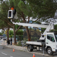 Boadilla activa el Plan de Poda del arbolado urbano 2025–2026