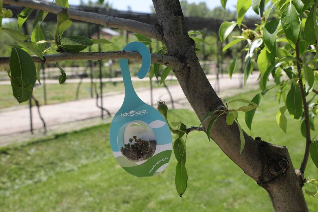 El Ayuntamiento de Boadilla suelta 10.000 insectos beneficiosos para controlar plagas