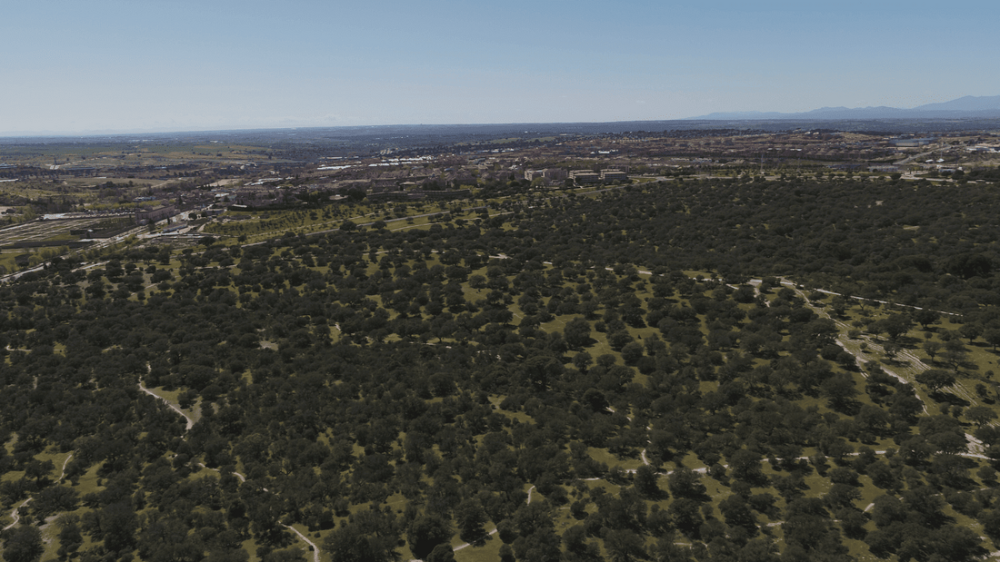Boadilla dispone de más de 116,000 árboles, excediendo considerablemente las recomendaciones de la OMS