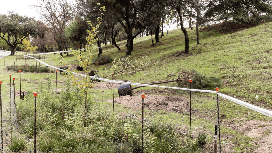 Boadilla del Monte arranca su campaña anual de plantación para reforzar las zonas verdes