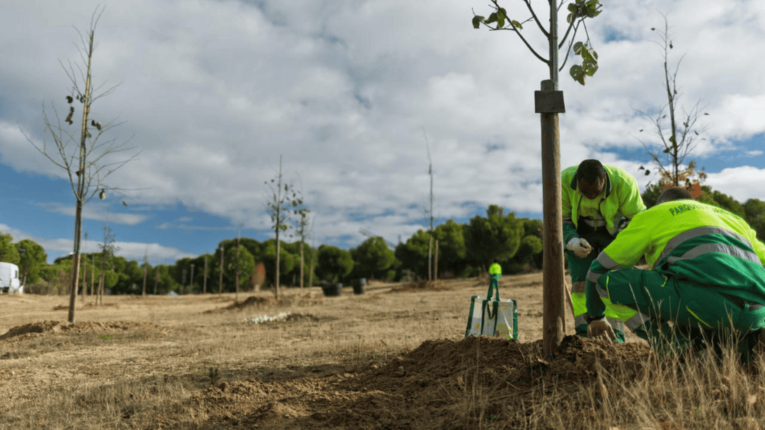 Boadilla del Monte impulsa su infraestructura verde con la plantación de 210 nuevos árboles