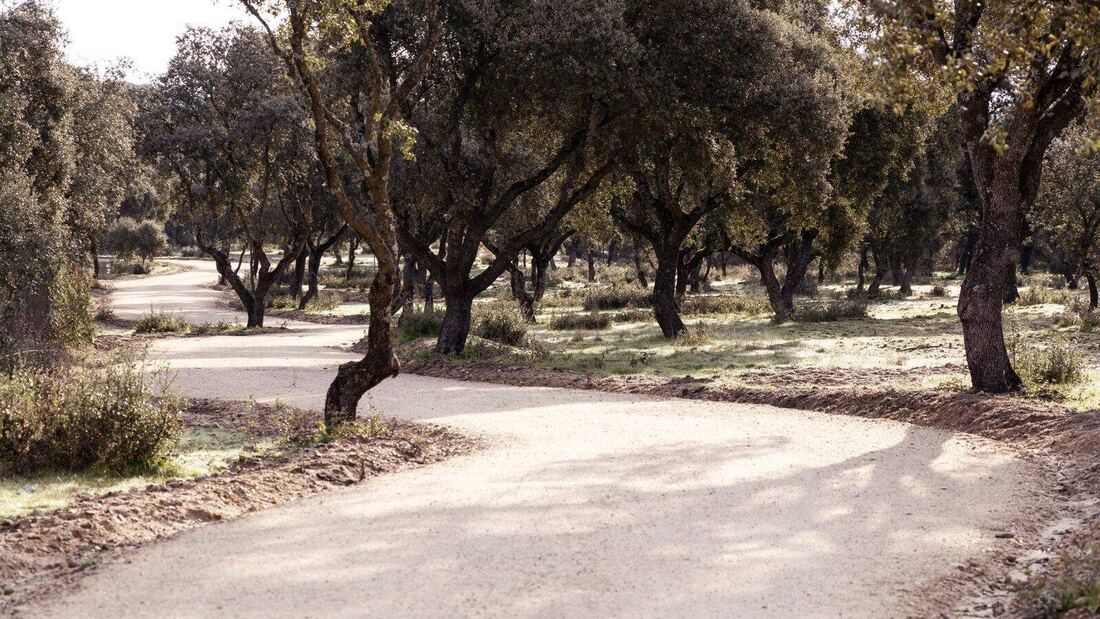 Finaliza en Boadilla la mejora de la senda ciclable paralela a la M-516 hasta la urbanización Los Fresnos